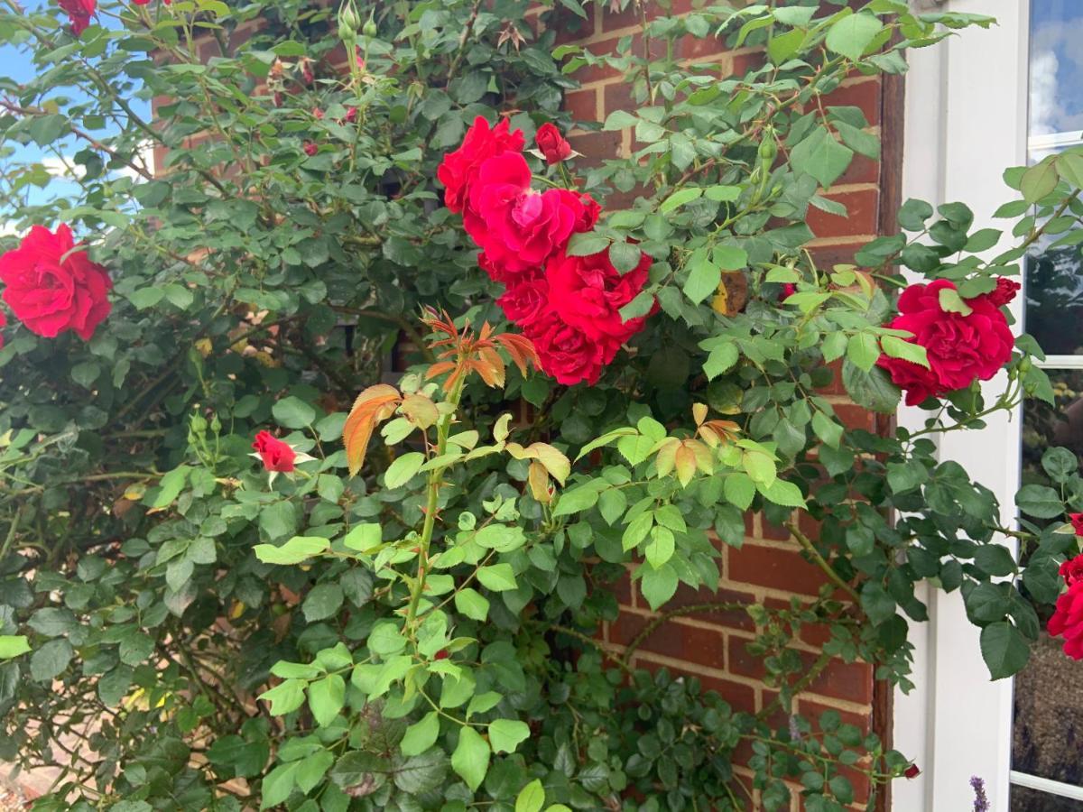 Rose Cottage Rye Extérieur photo